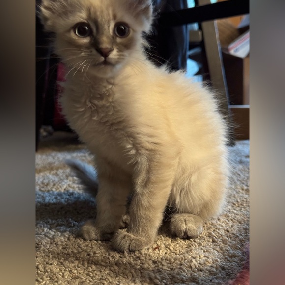 Meet your Posher, Margaret C - Picture 7 of 8